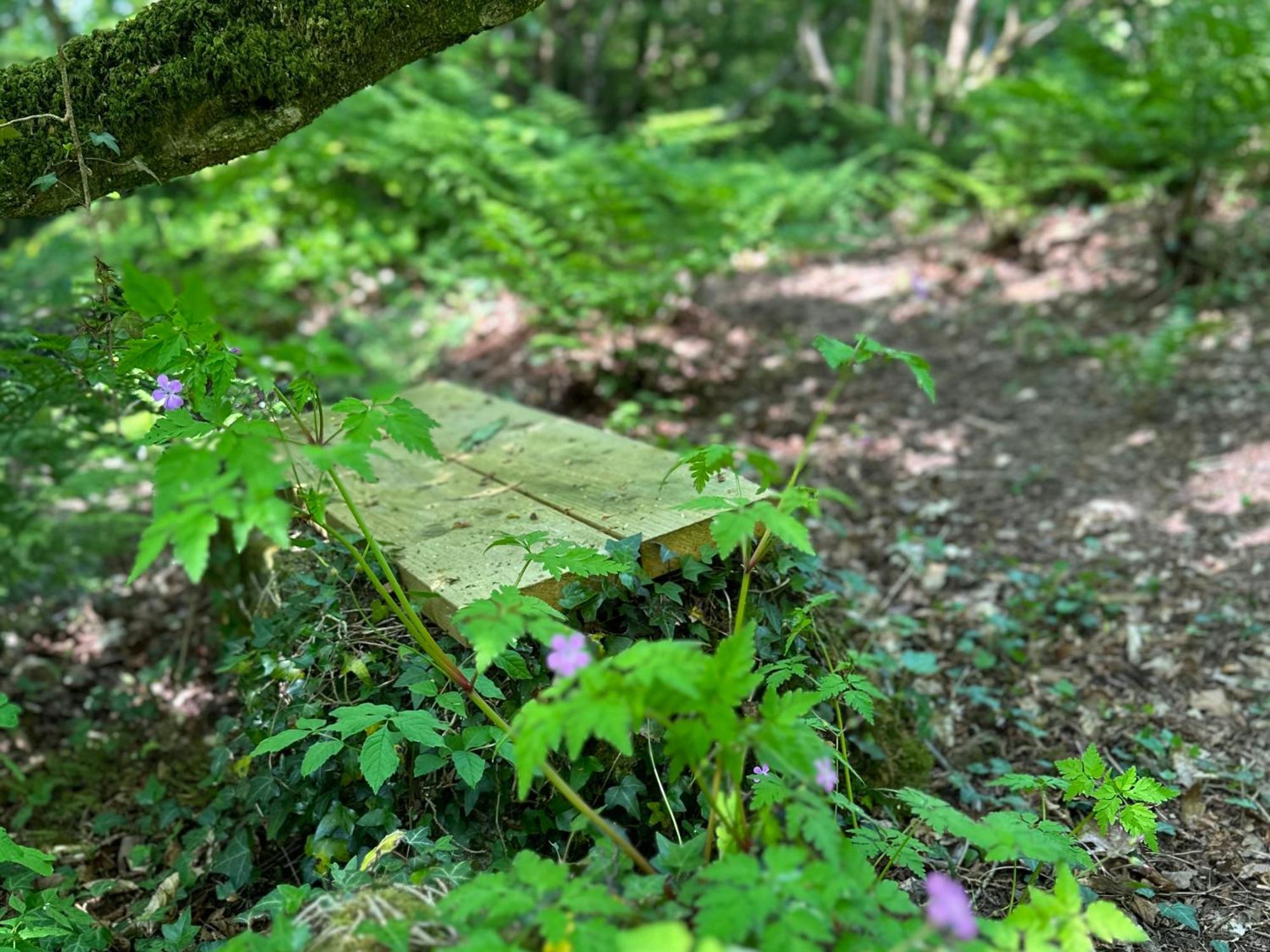 Bedwen Villa Llanarth  Exteriör bild
